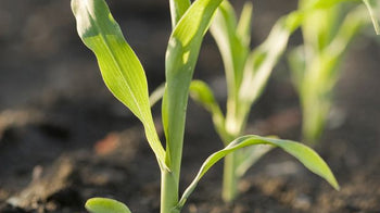 Our store offers you always fresh CORN all year round, ensuring you eat only the best of what's in season